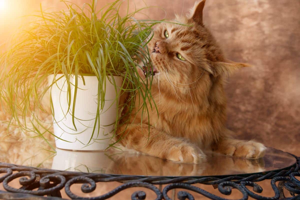 A ginger maine coon lying on a table next to a grass in a pot.