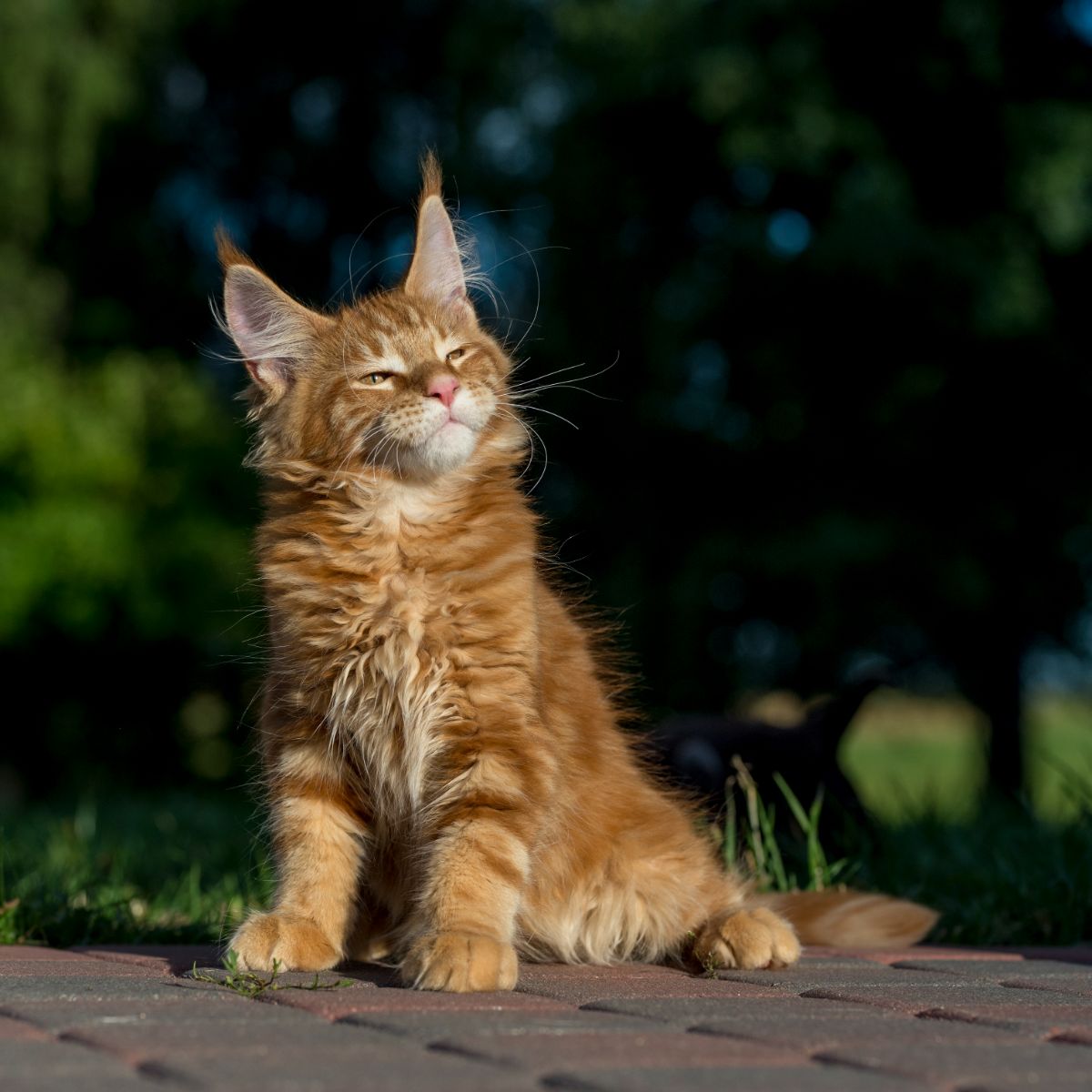 A cute ginger maine coon kitten sitting on a pavement on a sunny day.