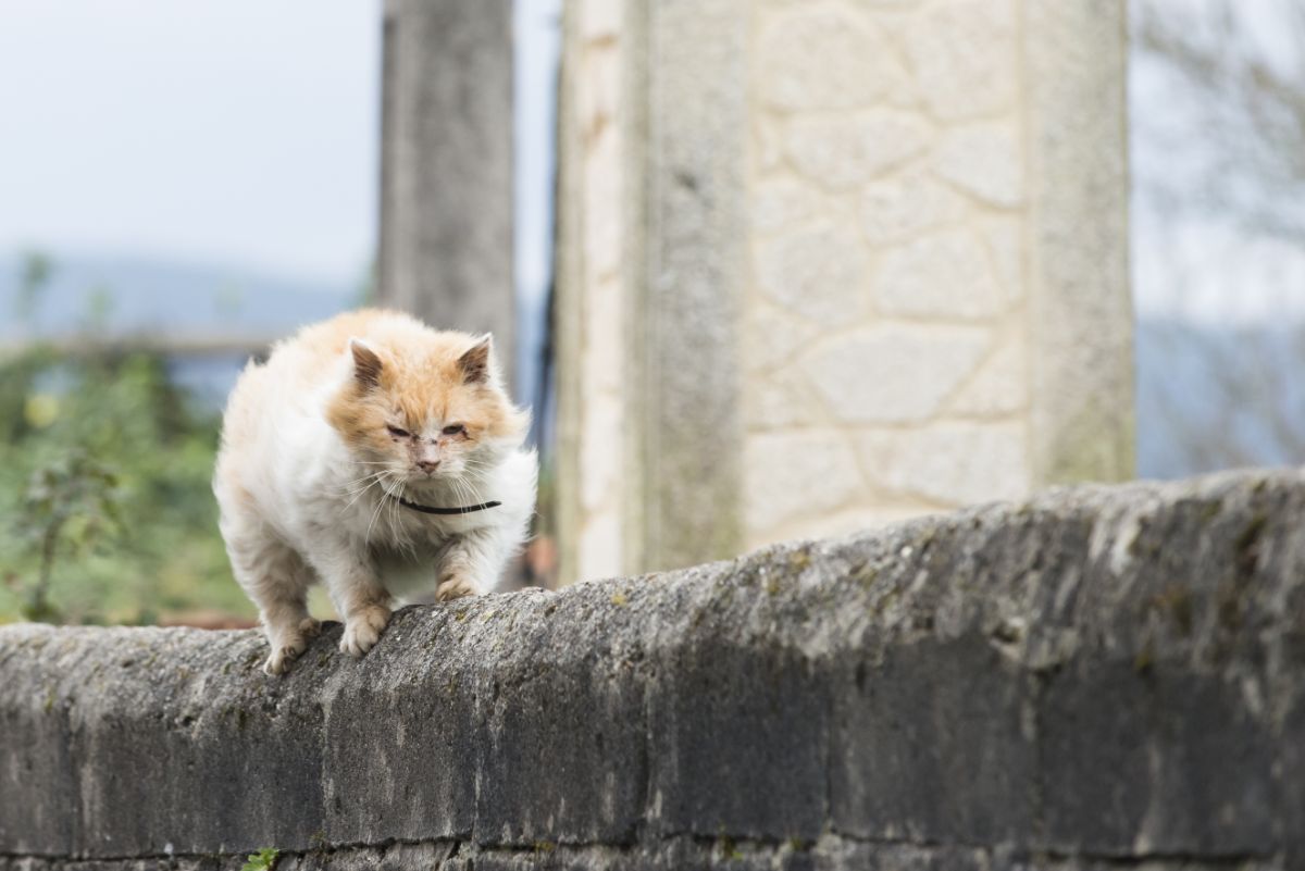 A big-boned ginger maine coon walking on a concrete wall.