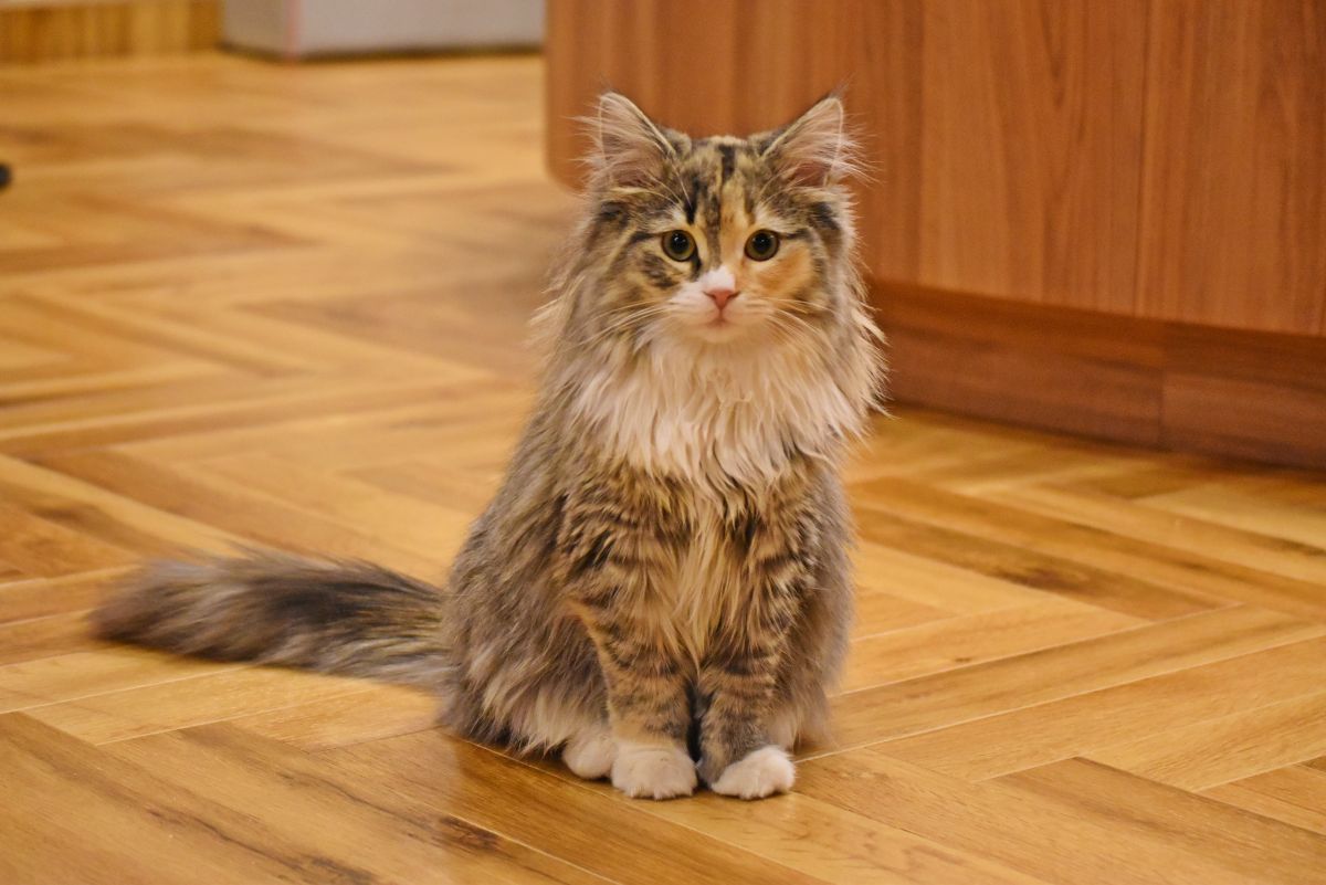 A cute fluffy maine coon sitting on a kitchen floor.