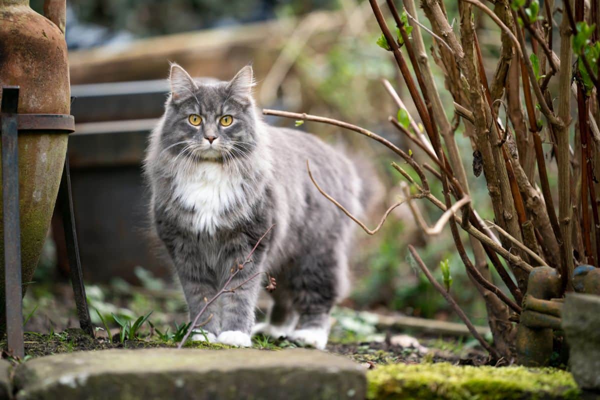 A gray fluffy maine coo standing next to bush in a backyard.