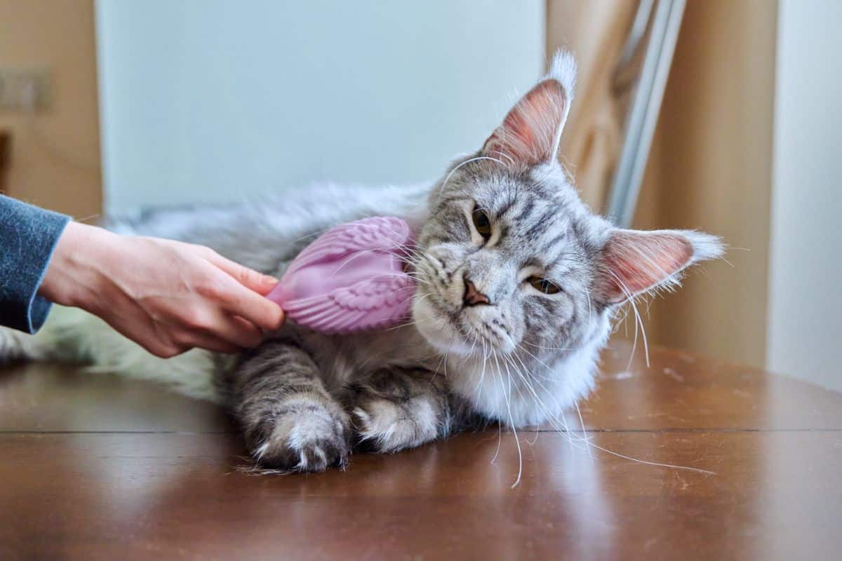 An owner brushing with a pink brush a gray maine coon lying on a table.