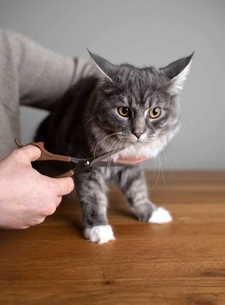 Shaving a Maine Coon 11 Important Facts To Know
