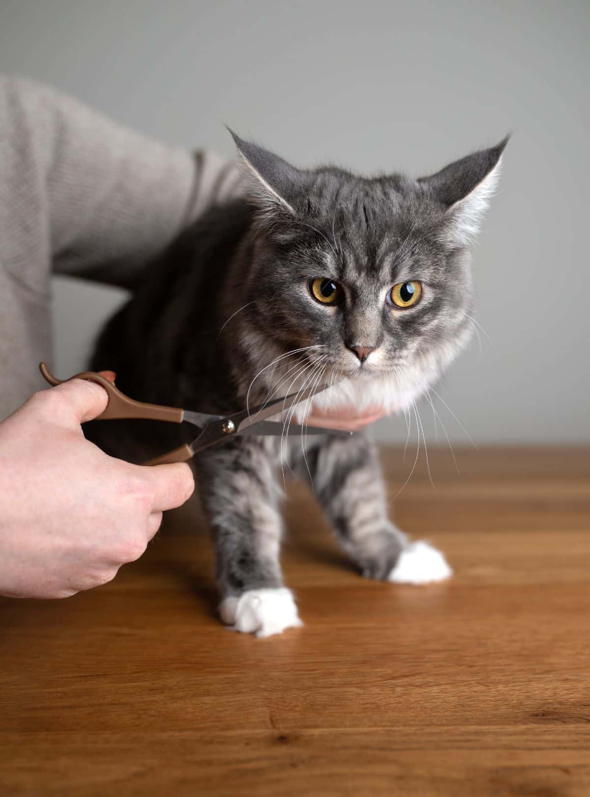A maine coon being trimmed by scissors.