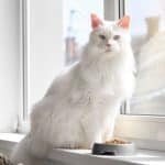 A white big maine coon sitting on a windowsill near a bowl of food.