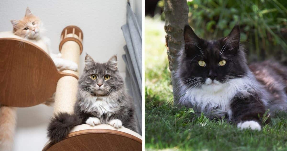 How Much Space Does a Maine Coon Need? (Pet Expert Advice)