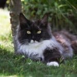 A tuxedo maine coon lying on green grass under a shade.