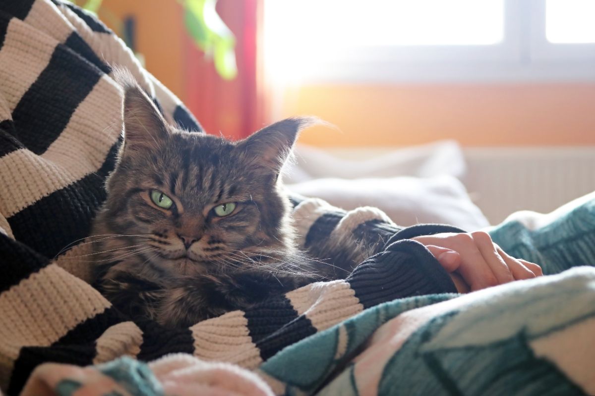 A tabby maine coon lying on human.