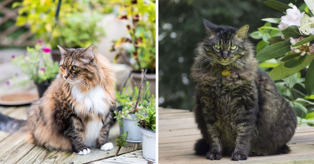 Is My Maine Coon Overweight? (Here’s How To Tell)