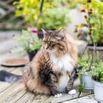 A fluffy calico maine coon sitting on a wooden porch next to plants in pots.