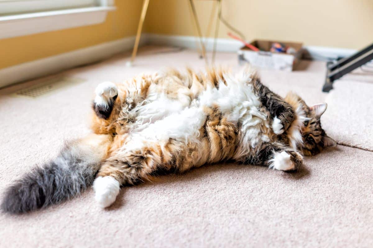 A big fluffy calico maine coon lying on its back on a floor.