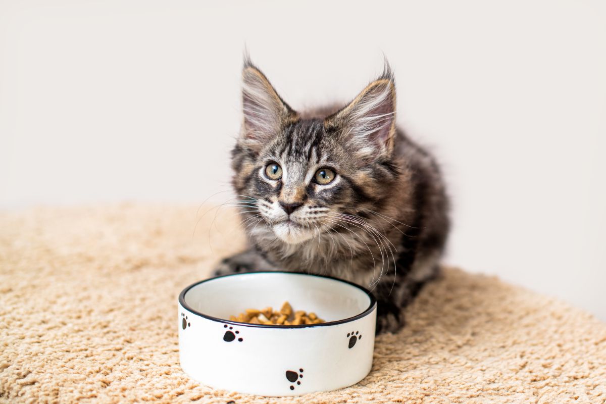 A cute tabby maine coon kitten sitting near a bowl of cat food.