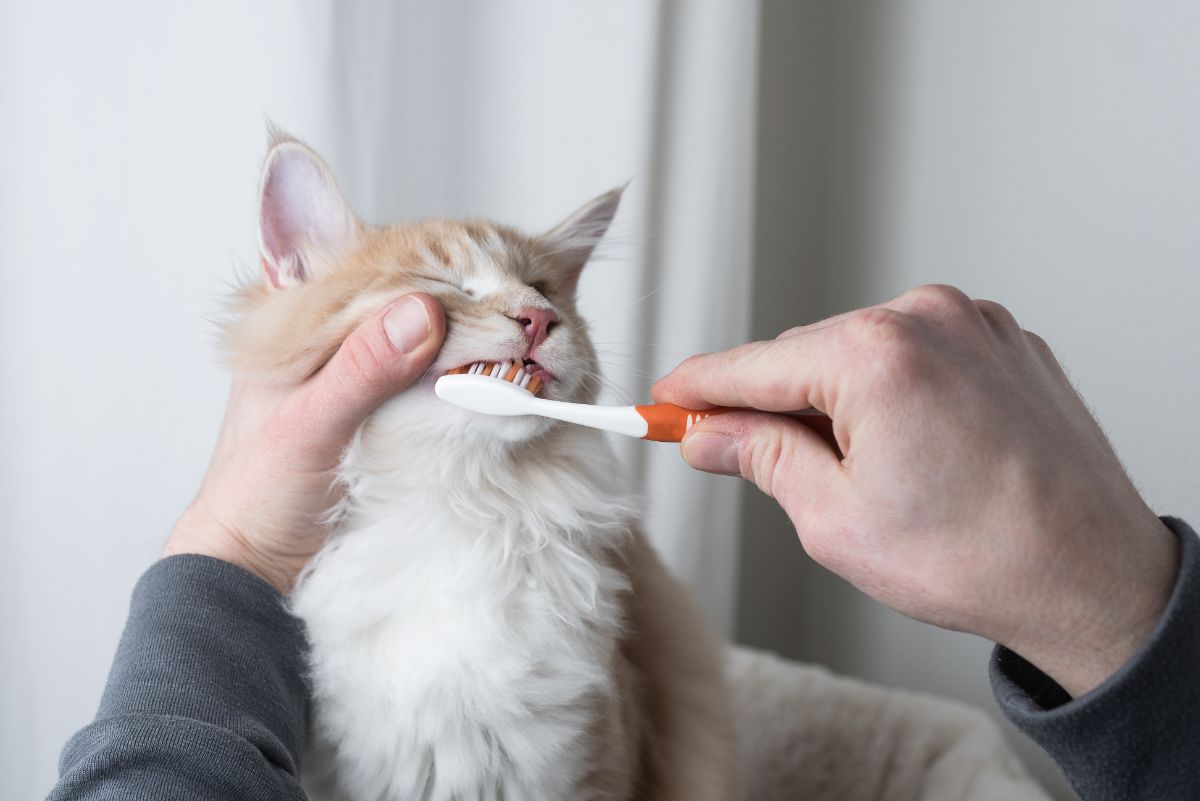 An owner holding a ginger maine coon and brushing its teeth with a tooth brush.