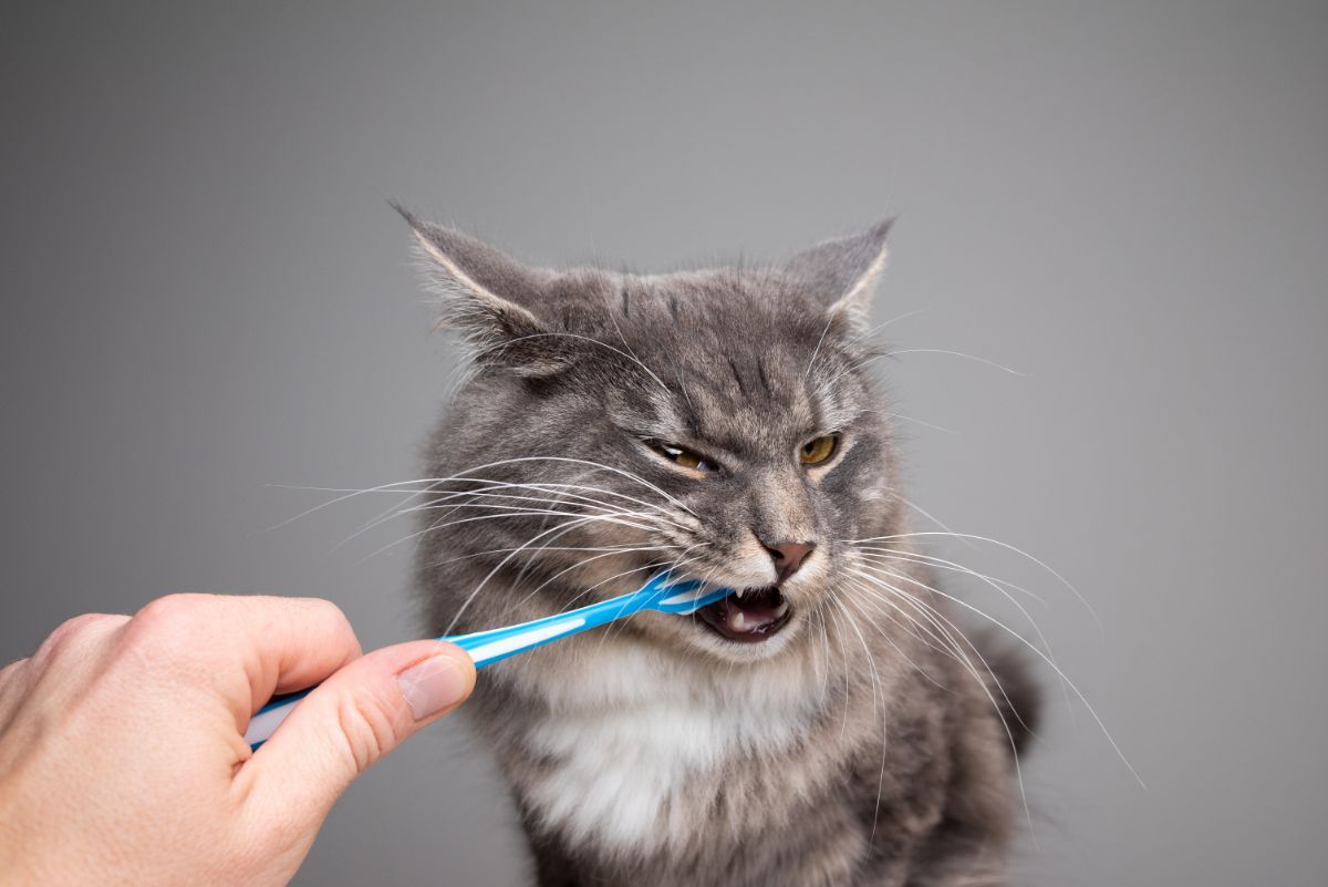 An owner brushing teeth of a gray maine coon with a tooth brush.