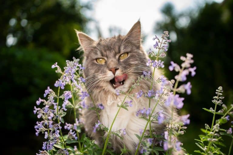 17 Maine Coon Food Allergies (According to Vets)
