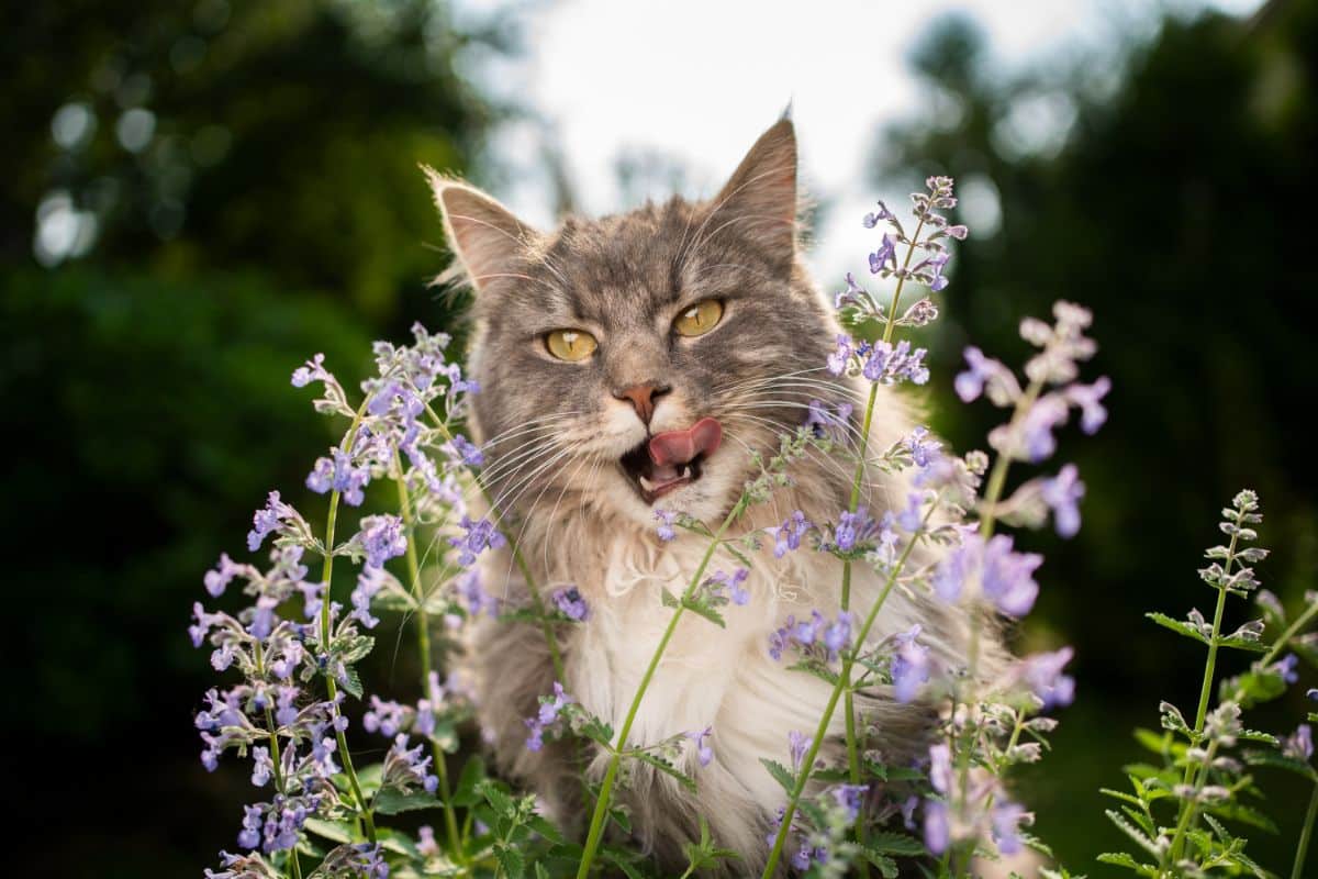 A fluffy gray maine coon licking catnip on a sunny day.