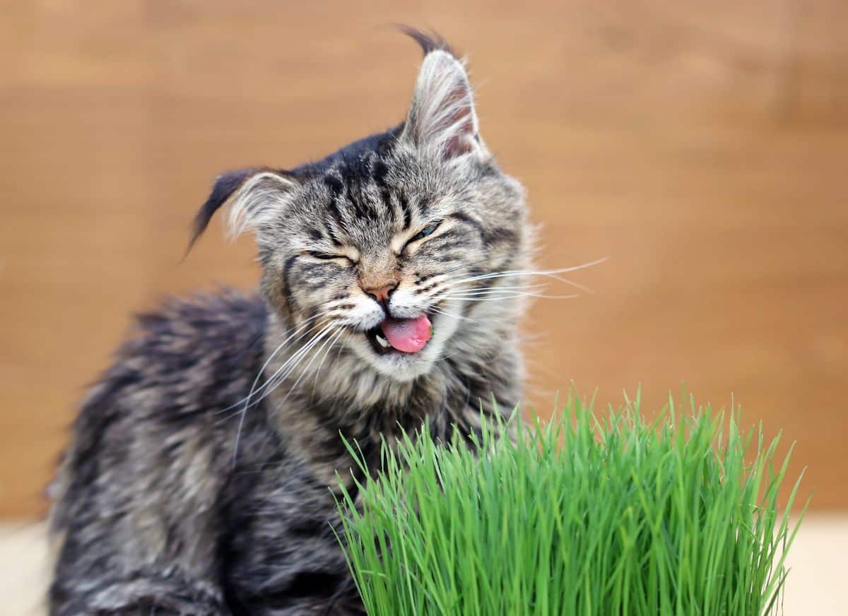 A female tabby maine coon licking a cat grass with a funny face.