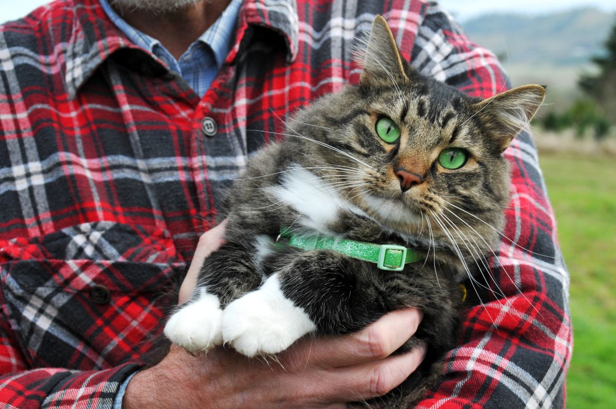 An owner holding a cute maine coon with a green collar.