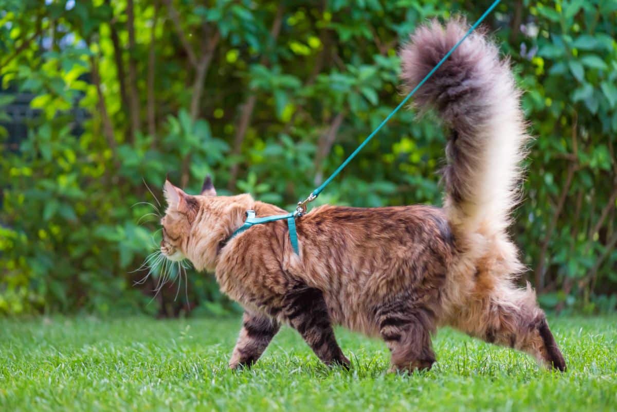 A fluffy brown maine coon wearing a leash walking on green grass.