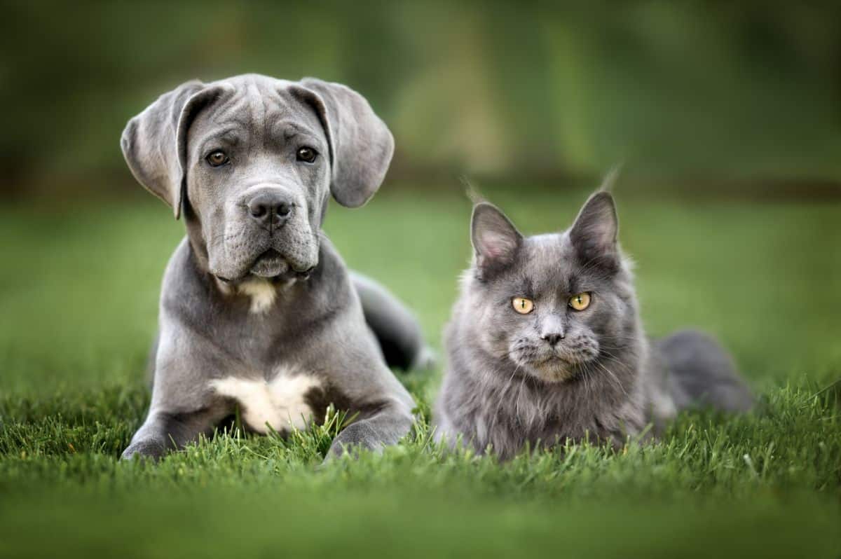 A blue pitbull puppey and a blue maine coon lying on green grass.