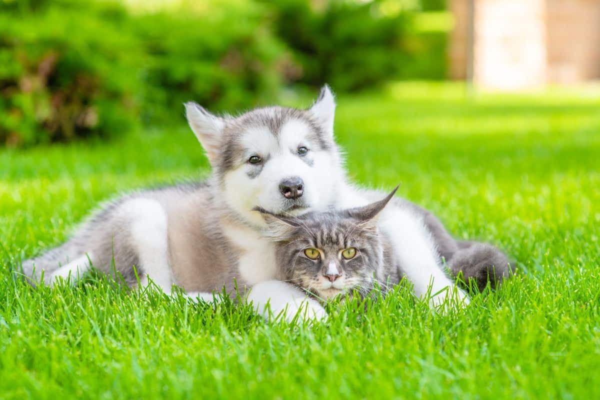 A fluffy malamute puppey and a gray maine coon lying on green grass.