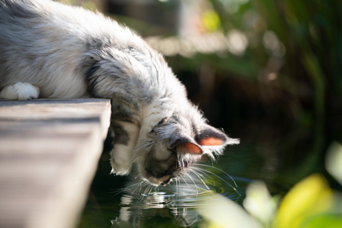 A blue maine coon drinking water from a pond.