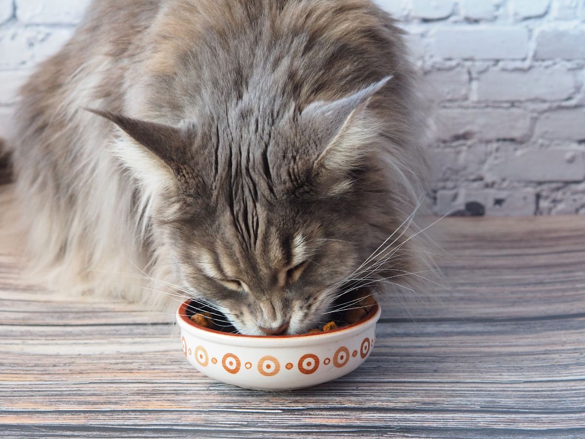 A gray fluffy maine coon eating from a bowl.