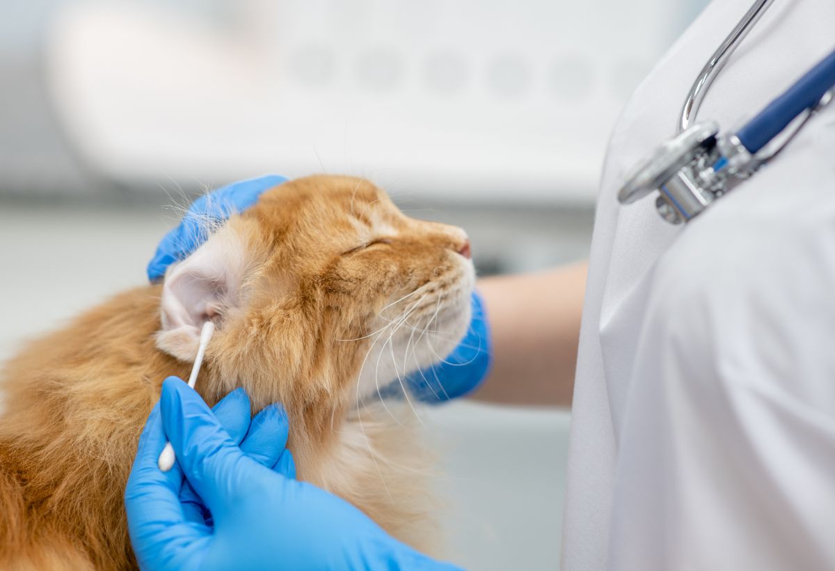 A veterinarian cleaning a ginger maine coon's ear.