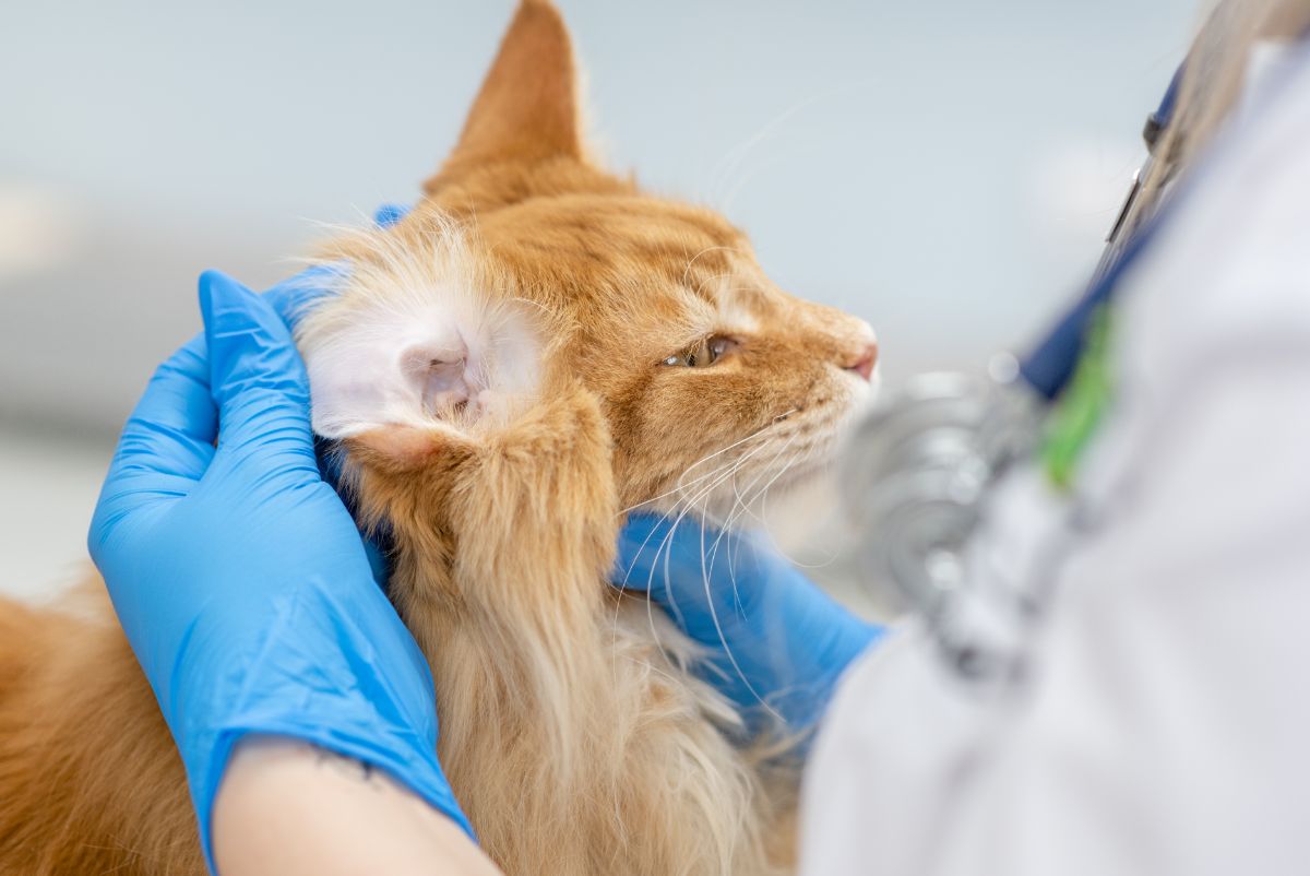 A veterinarian examine a ginger maine coon's ear.