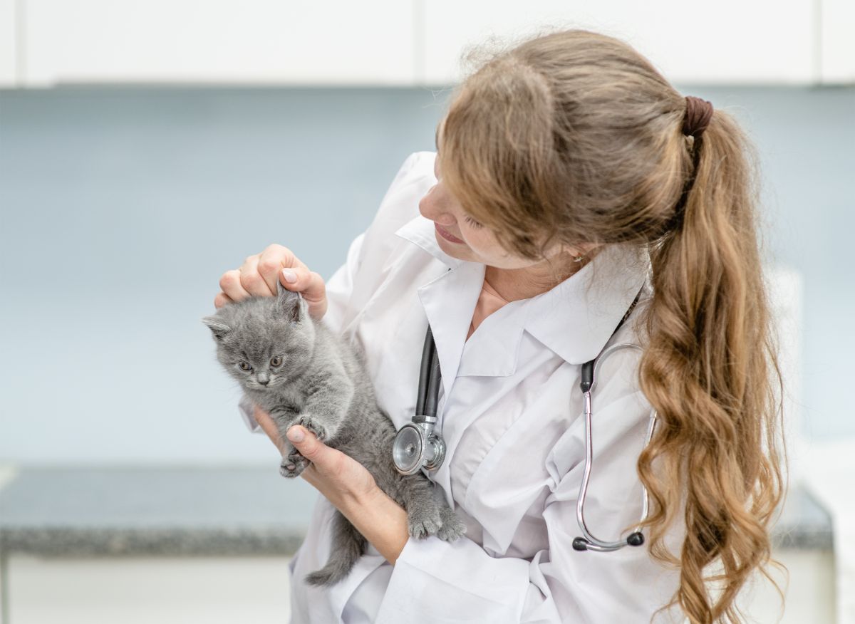 A young veterianarian examine a gray maine coon kitten's ear.