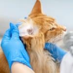A veterinarian examine a ginger maine coon's ear.