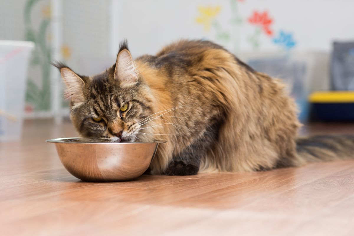 A brow maine coon eating food from a bowl on a floor.