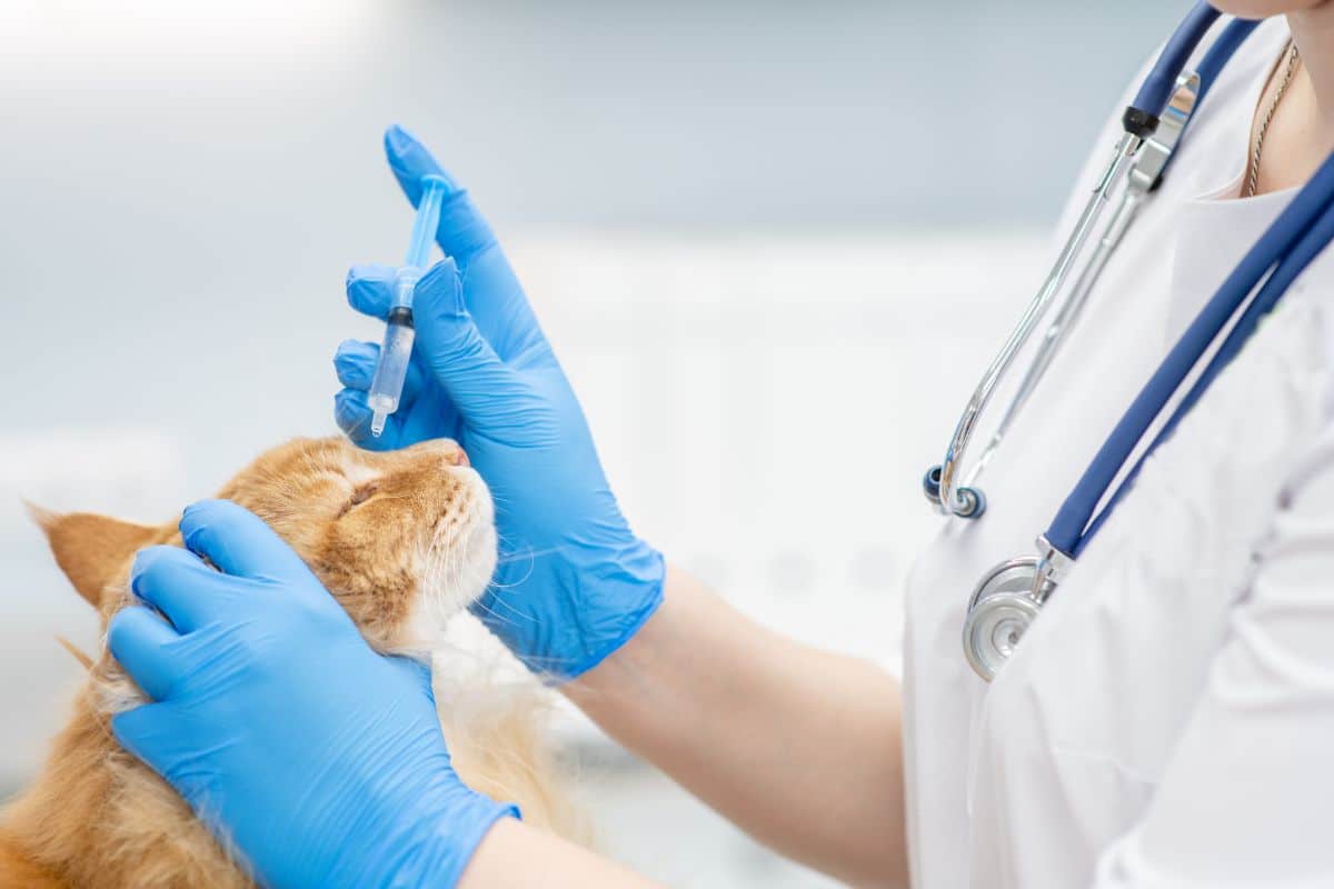 A ginger maine coon getting eye drops by veterinian.