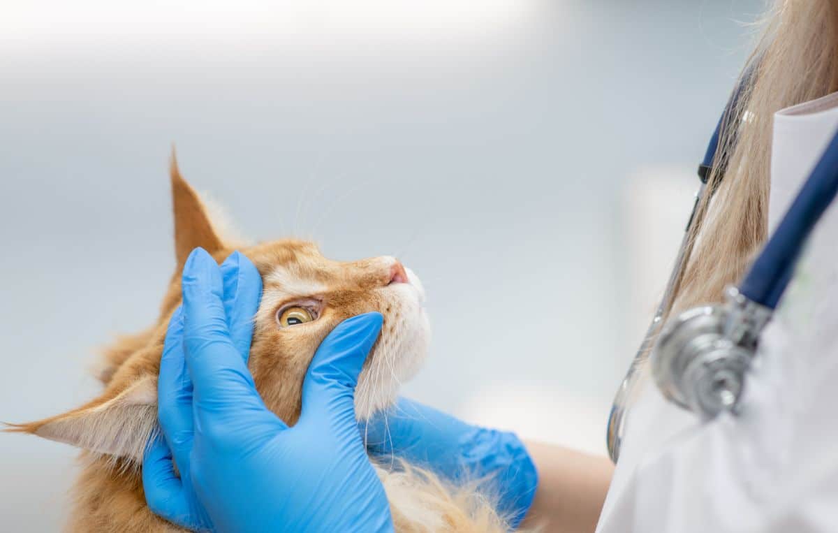 A ginger maine coon at veterinary check-up.
