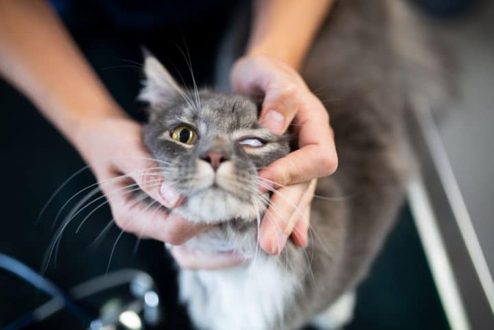 Maine Coon Eye Problems: Discharge, Diseases, and Care - MaineCoon.org