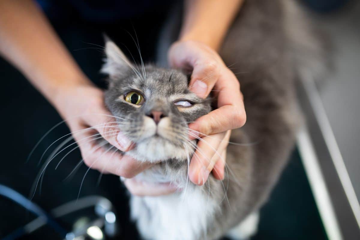 A tabby maine coon at veterinary examination.