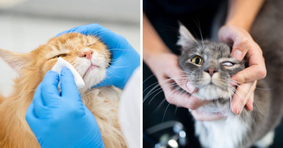 Maine Coon Eye Problems Discharge, Diseases, and Care