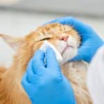 A ginger maine coon being eye treated by a veterinian.