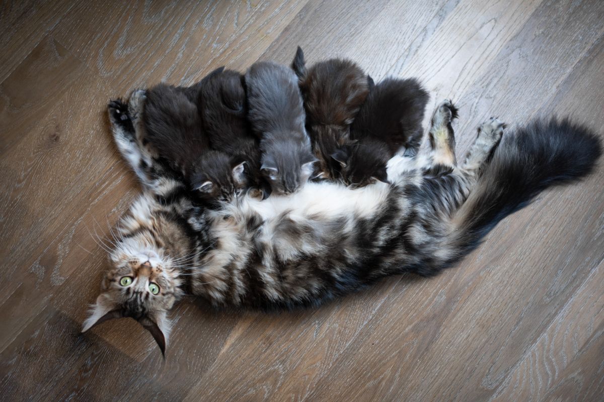A maine coon cat breastfeeding her cute kittens.
