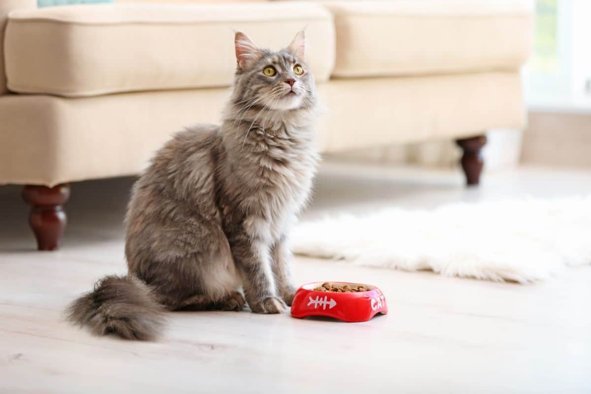 A gray fluffy maine coon sitting next to a red bowl of food.