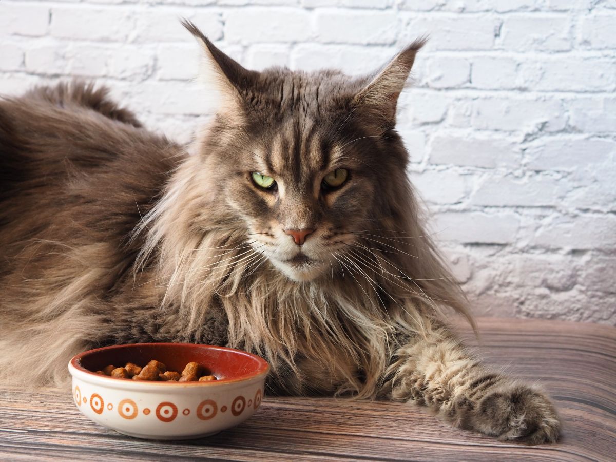 A fluffy brown maine coon lying on a floor next to a bowl full of food.