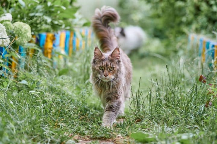 Maine Coon Tail Thinning (7 Possible Causes) - MaineCoon.org