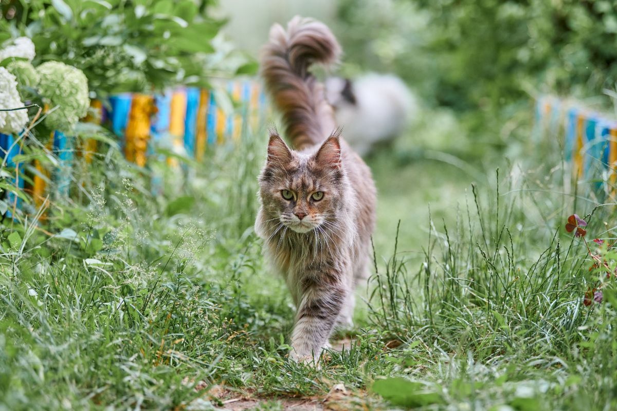 A gray fluffy maine coon with a tail up walking in a garden.