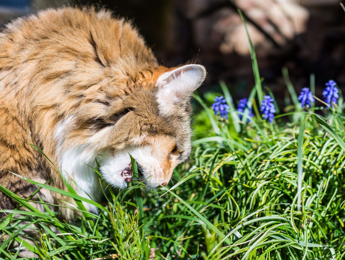 A brown fluffy maine coon eating grass in a garden.