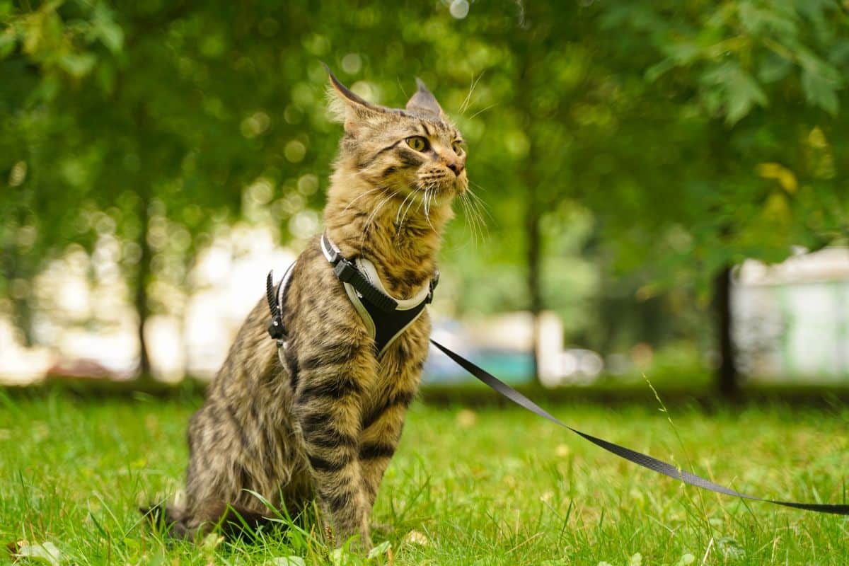 A tabby maine coon wearing a black harness in a park.