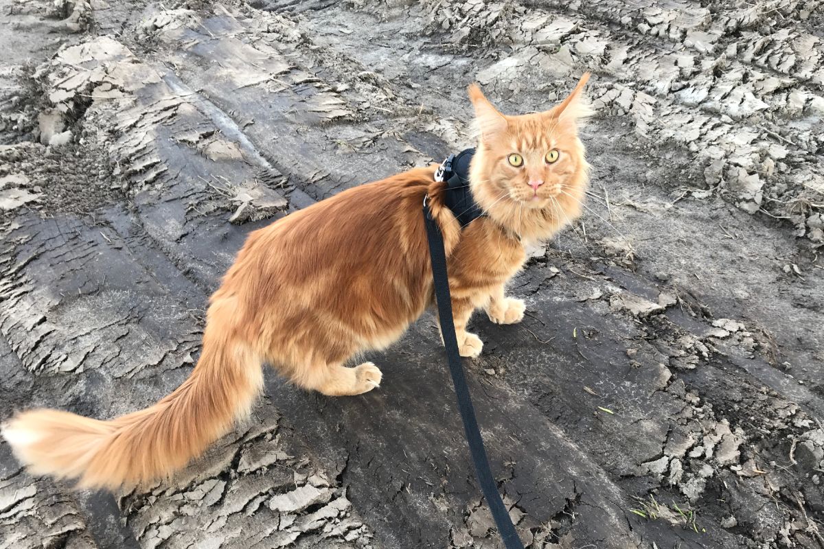 A ginger fluffy maine coon wearing a black harness.