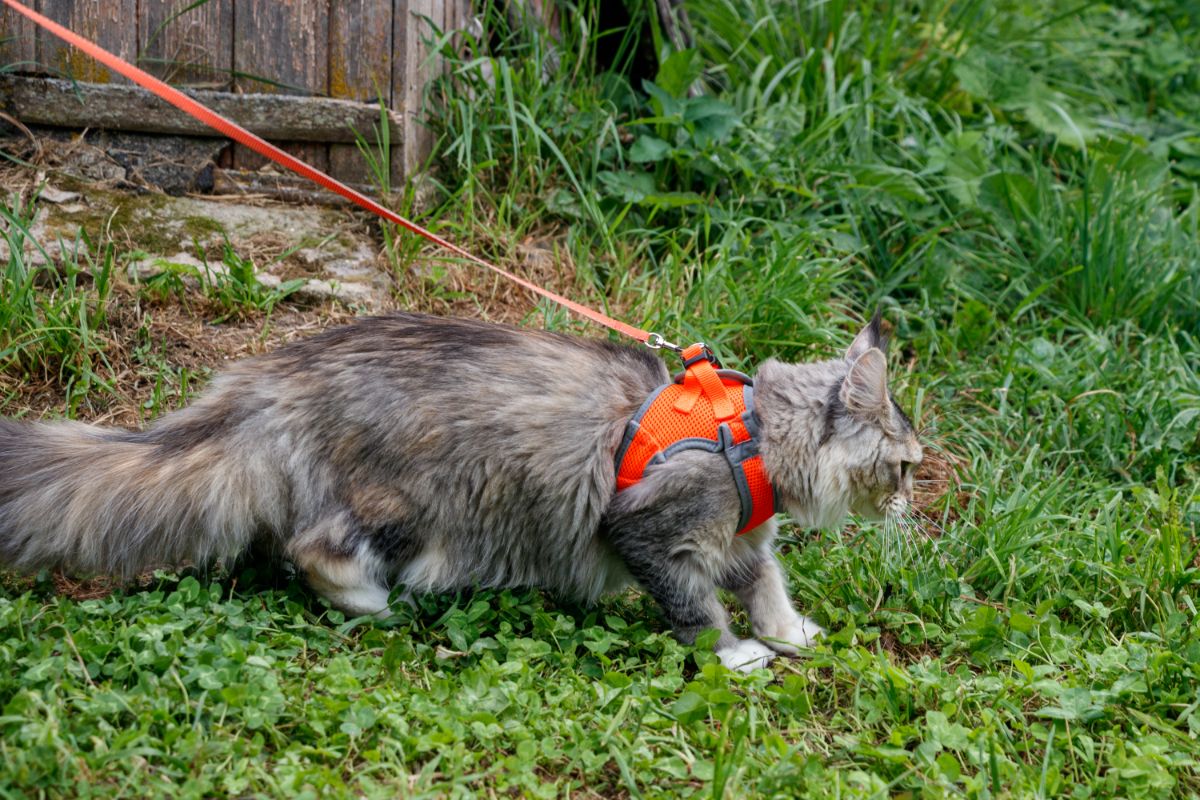 A fluufy gray maine coon wearing a red harness.
