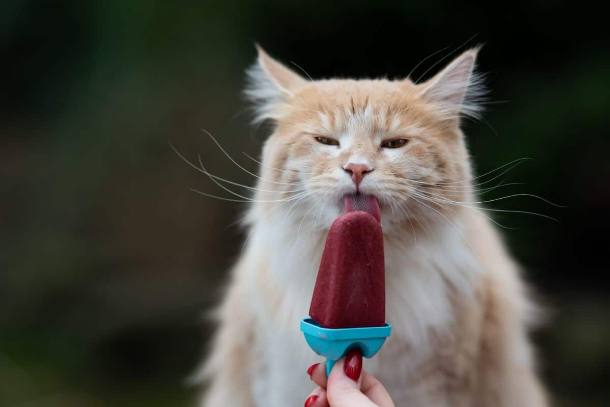 A cute fluffy creamy maine coon licking an icecream treat.