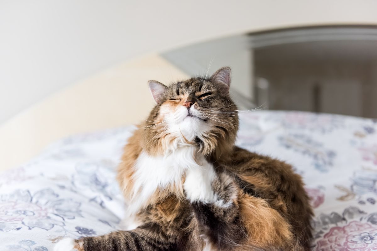 A calico maine coon scratching itself on a bed.