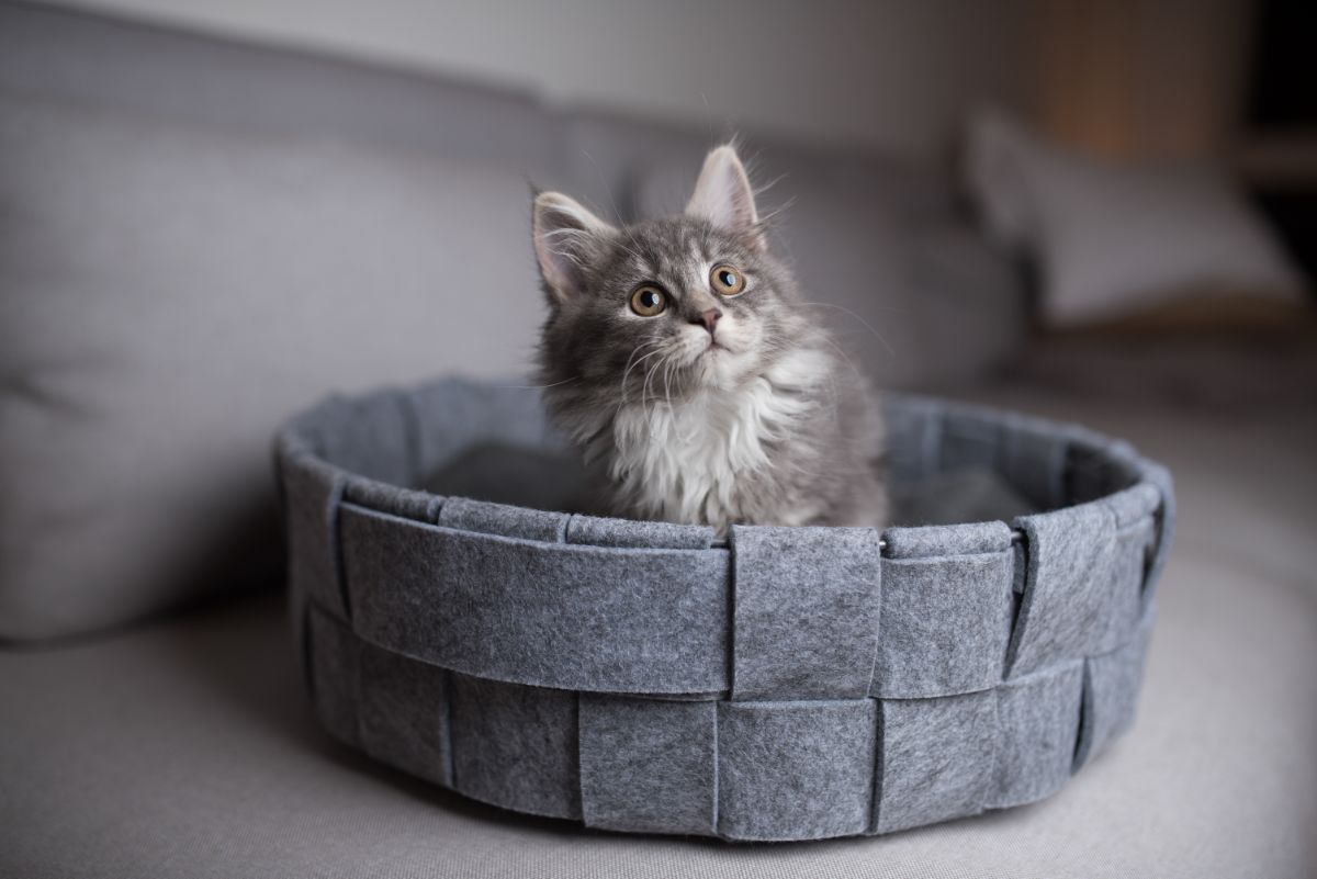 A cute gray maine coon kitten relaxing in a gray cat bed.
